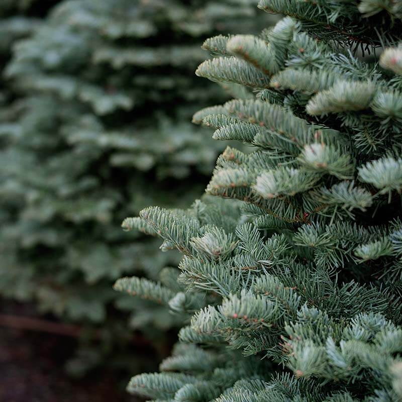 Christmas Waste Collection Offer – Wheelie Bin Delivery & Tree Collection | Ashford, Hythe & Folkestone